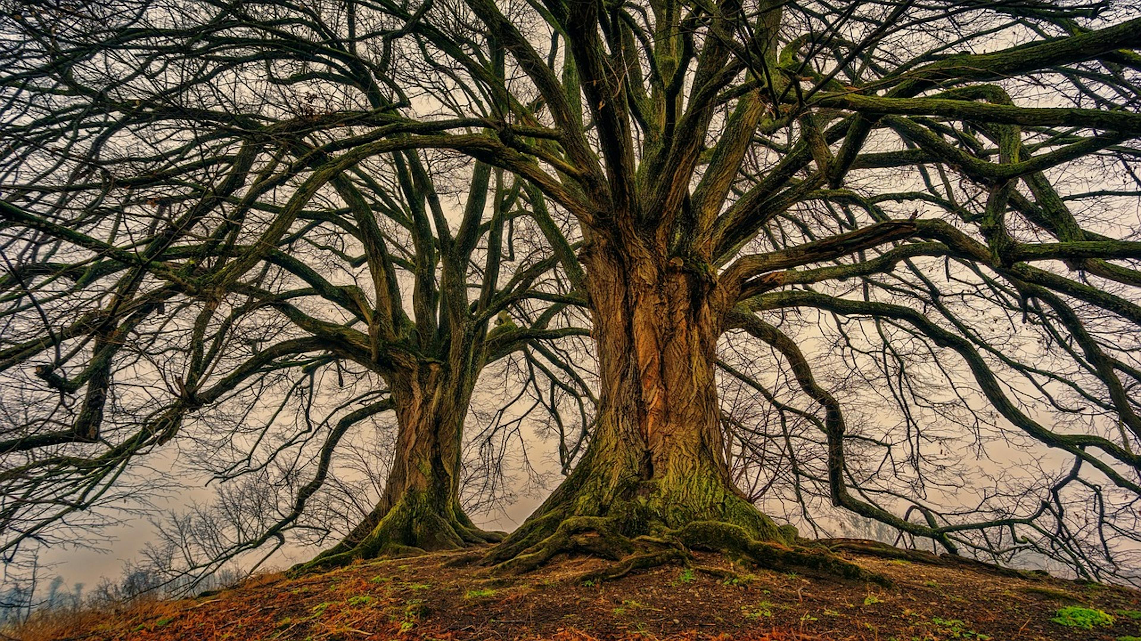 Understanding Git Push and Rebase Defaults: A Hands-On Guide