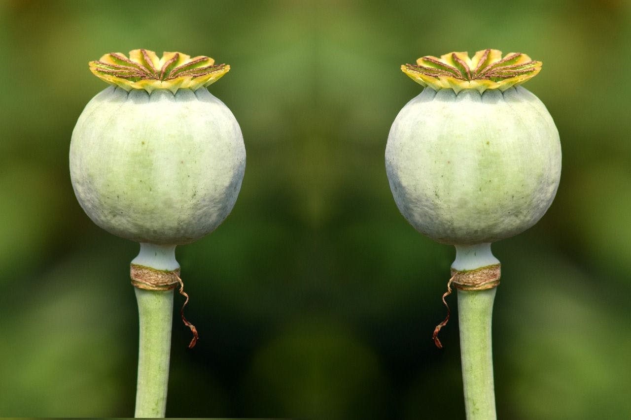 featured image - Grow Your Audience With Rel=canonical