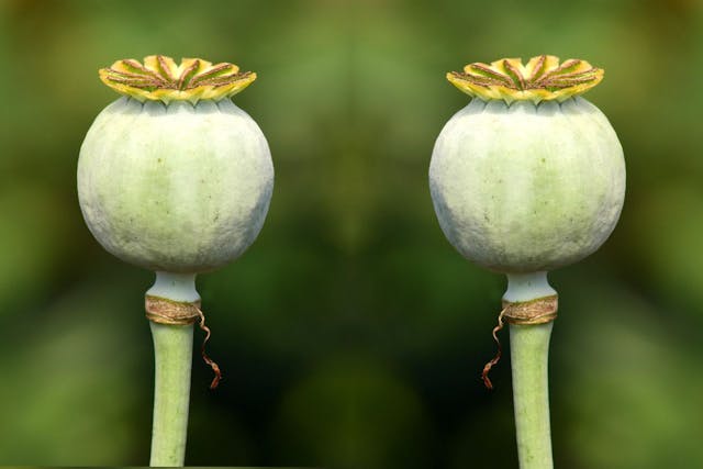/grow-your-audience-with-relcanonical feature image