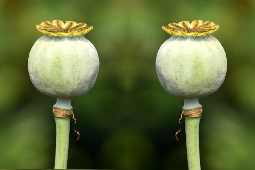/grow-your-audience-with-relcanonical feature image