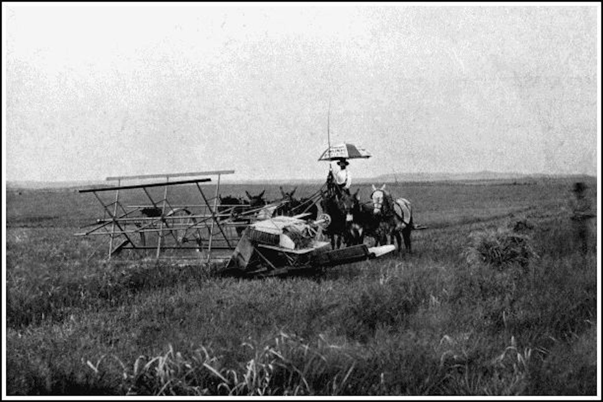 A WHEAT-CUTTER
A "heading reaper" being pushed over a wheat crop by six mules. It cuts off the ears only, leaving the straw standing. The largest machines of this type used in California take swathes 50 feet broad.