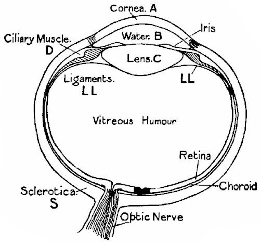  Fig. 116.—Section of the human eye.