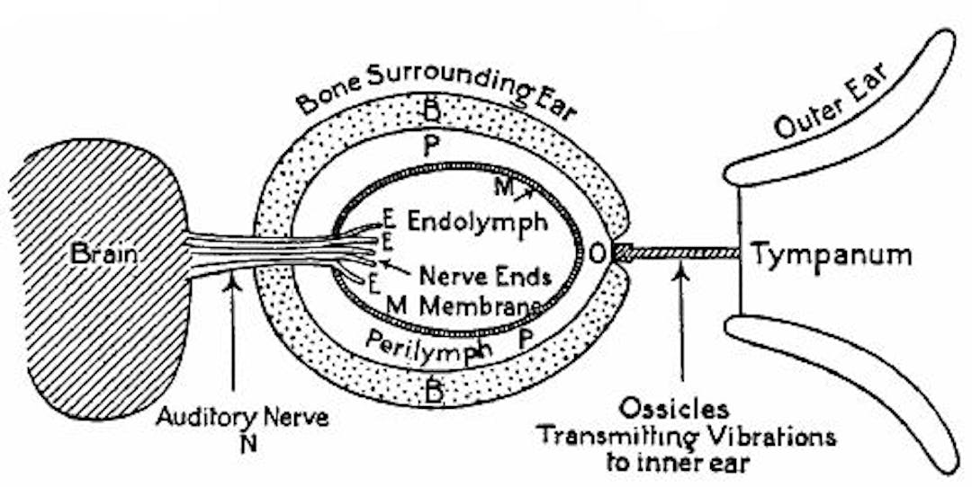  Fig. 133.—Diagrammatic sketch of the parts of the ear.