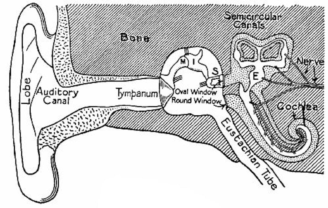  Fig. 134.—Diagrammatic section of the ear, showing the various parts.