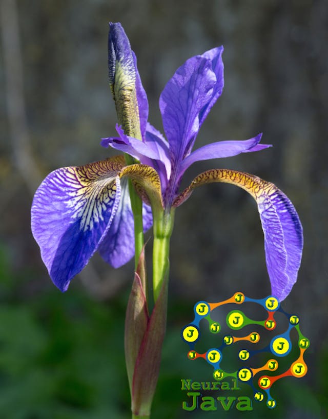 /crafting-deep-learning-models-in-java-without-sorcery-frameworks-8k5h3rmq feature image