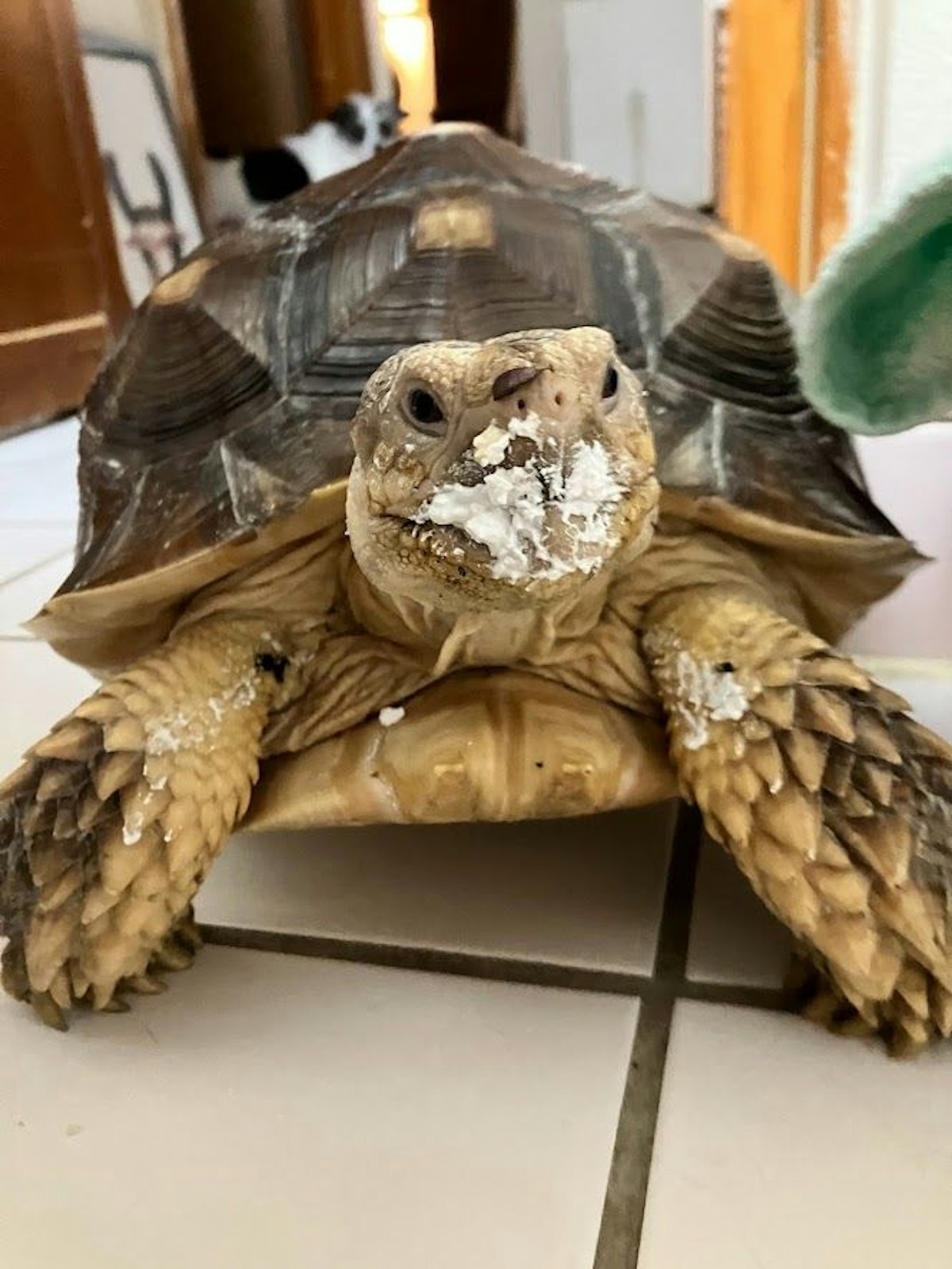 featured image - What Its Like for Me, Sisu the Tortoise, to Live With a Human Who Is Learning Tech