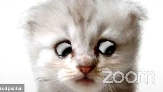/cats-computors-and-working-from-home-fails-smbk489f feature image